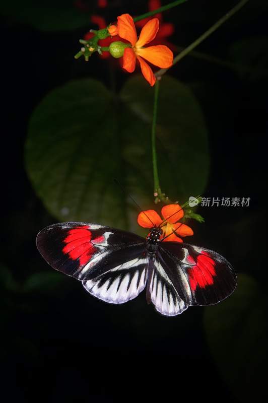 花粉蝴蝶飞翔，美丽的飞虫