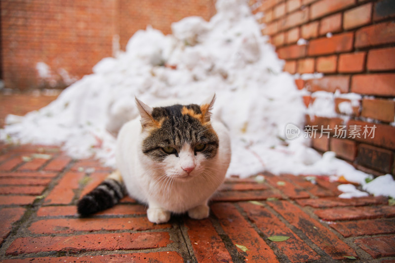 户外猫冬季雪堆地面墙角