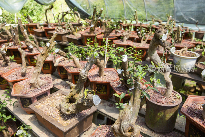 盆景植物金豆