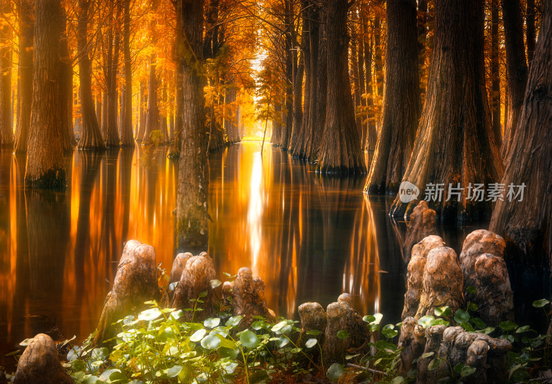 上海青西郊野公园的水杉林