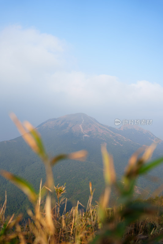 山间野草前景下的巍峨山峰