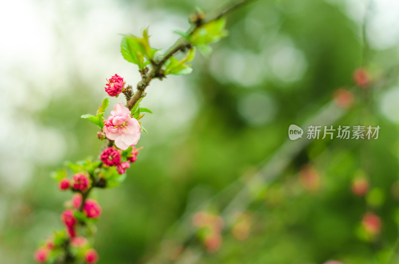 一枝红艳的花枝，绿色背景