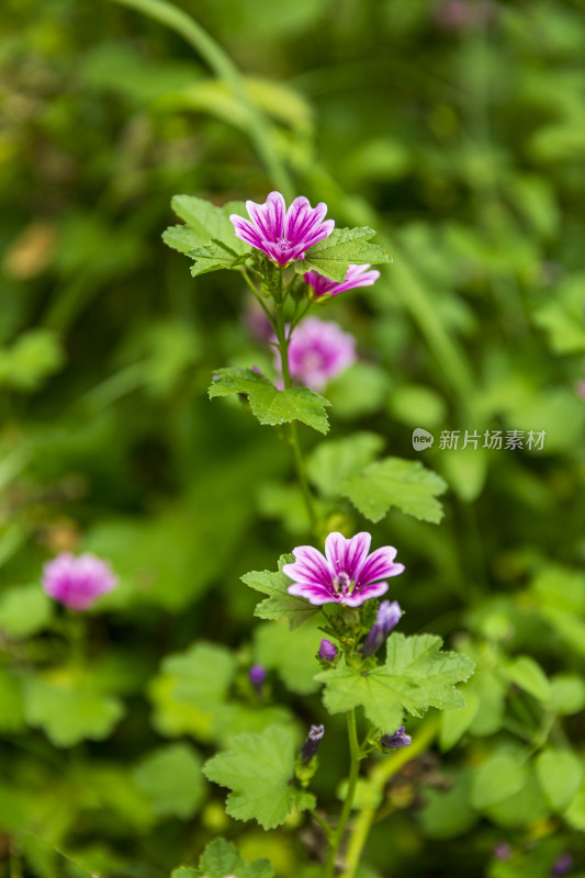 蔬菜园花花草草