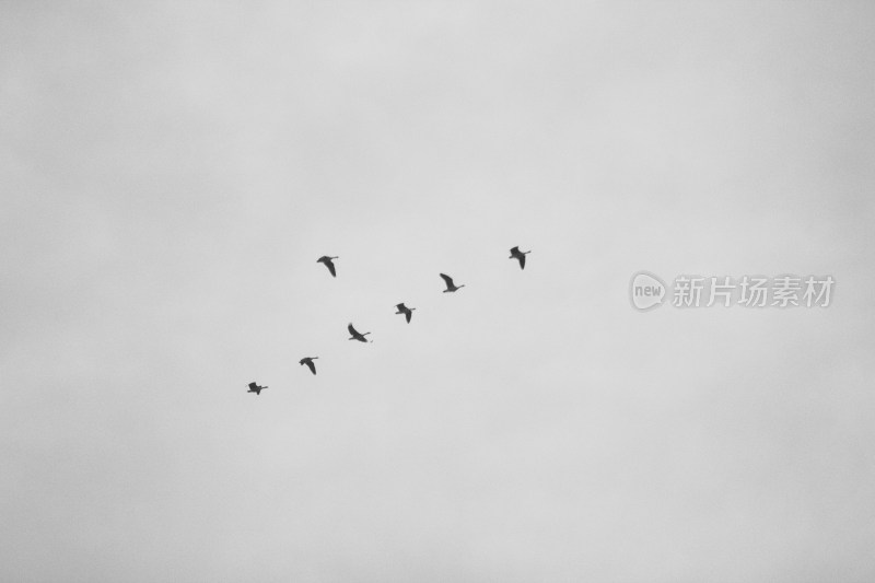 天空中飞翔的一排鸟