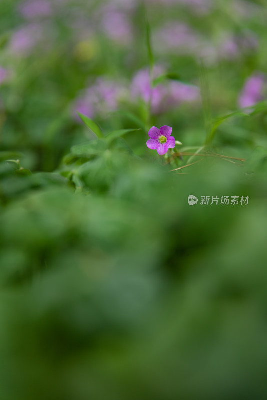 红花酢浆草