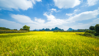 蓝天白云阳光下桂林山边金黄色的稻田