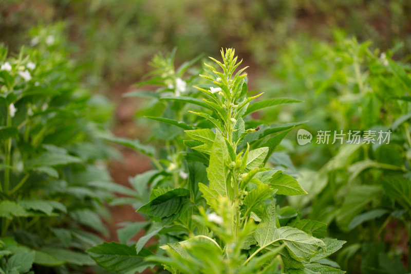 开花结果的芝麻田