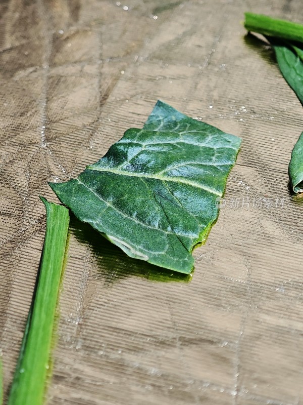 单片绿叶特写展示植物叶片细节