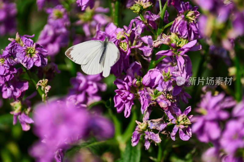 五彩斑斓的花卉