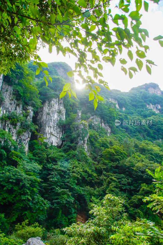 阳光透过树叶洒在山崖上