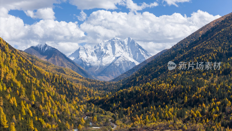 雅拉雪山秋天杉树松树彩林秋景