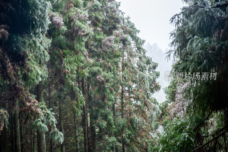 覆冰的绿色松树枝条敕木山雪淞