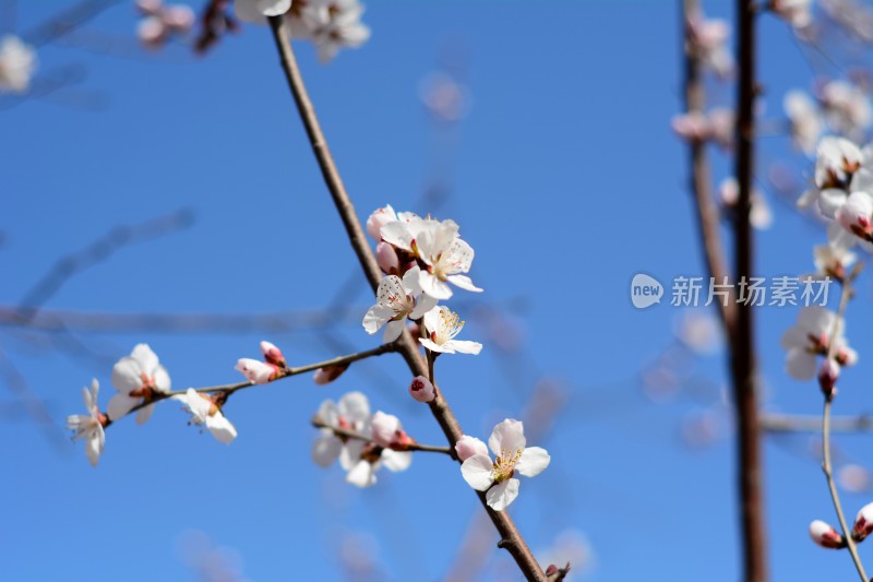 桃花花苞花蕊