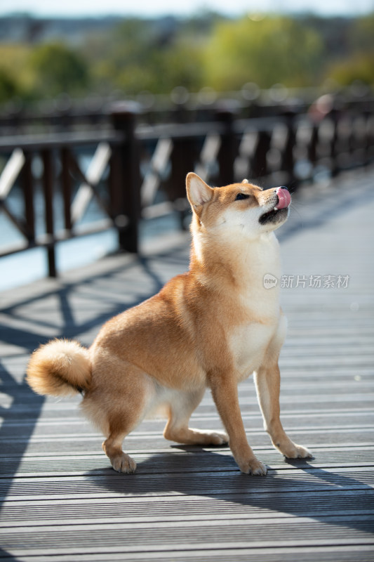 一只正在讨食的可爱柴犬