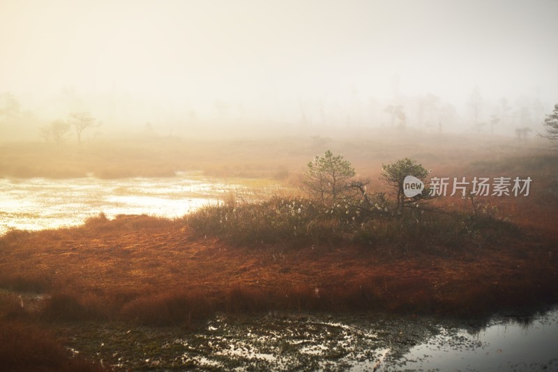 晨雾中的湿地自然景观