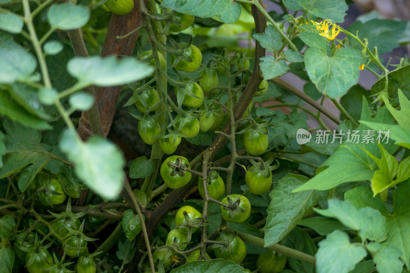 阴天雨后开花结果的西红柿树苗