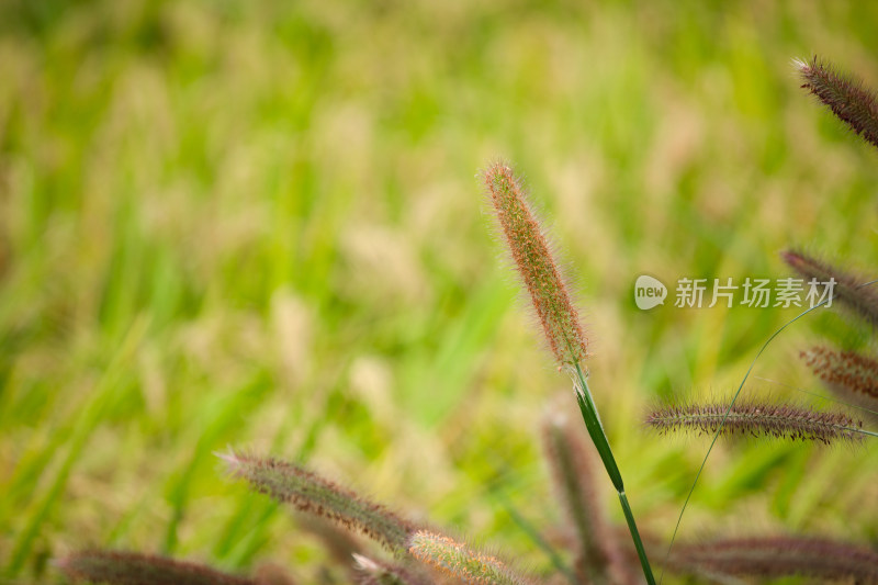 野生的狼尾草绿化观赏植物