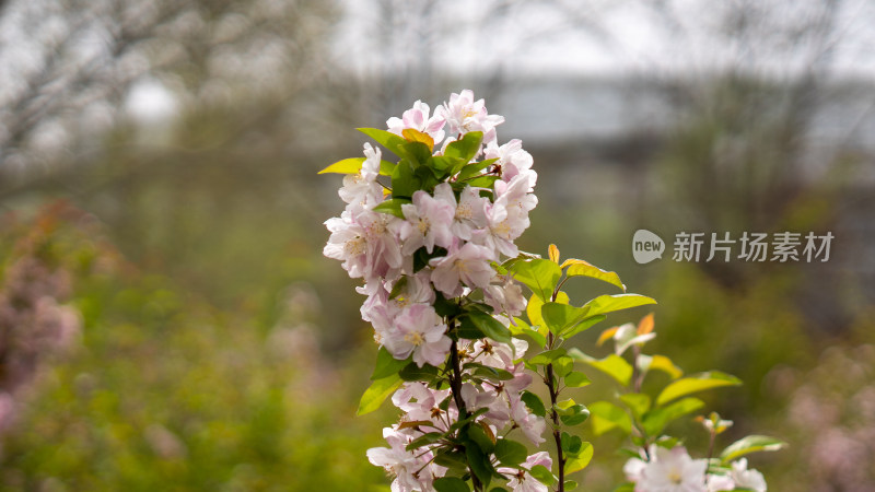 春季郊游赏花