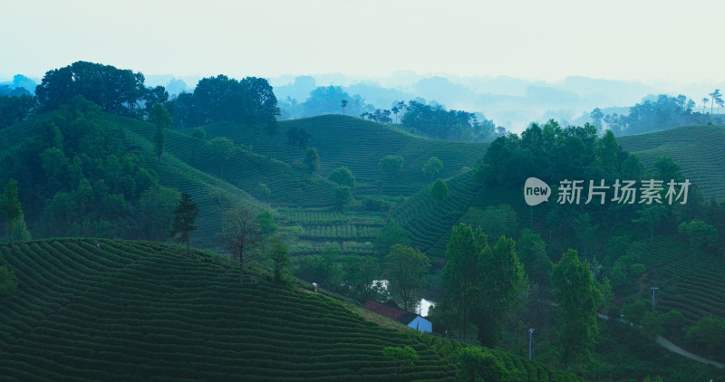 茶园茶山美丽乡村