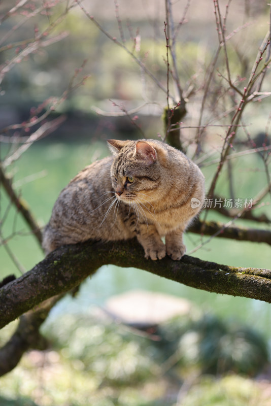 杭州西湖花港观鱼的流浪猫狸花猫