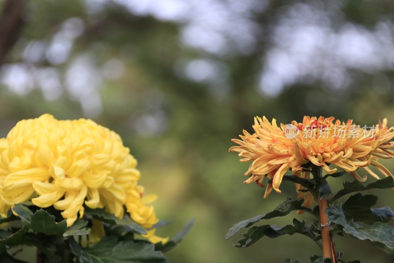 黄色菊花 丝状菊花 金丝菊花 