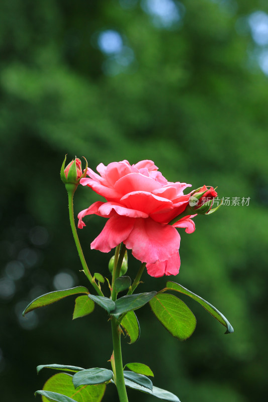 夏日盛开的玫瑰花