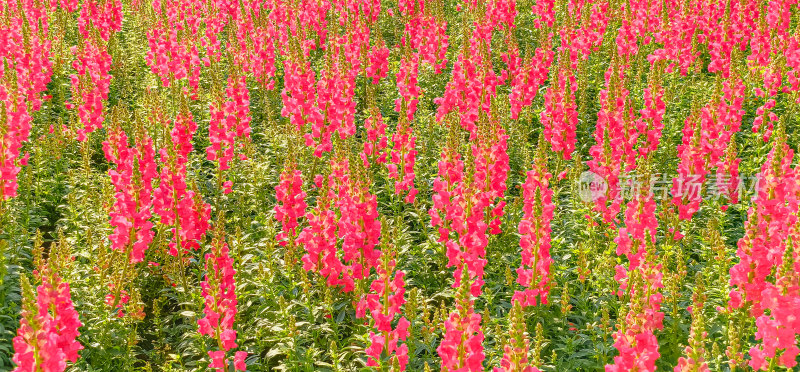 佛山市顺峰山公园盛开的金鱼草花海