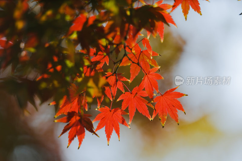 太清宫秋景秋色拍摄