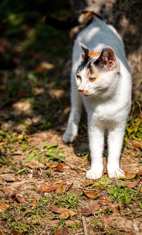 草地上的三色花猫