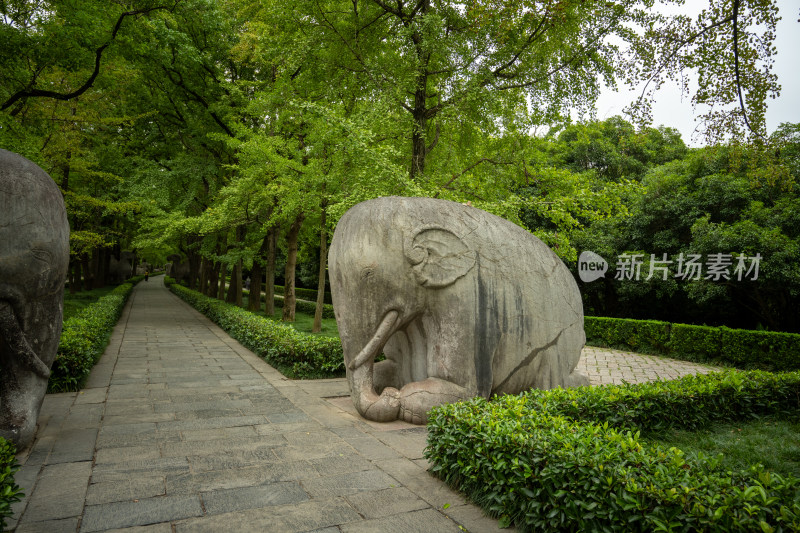 南京钟山明孝陵景区石像路夏季大象