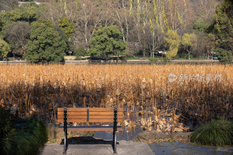 中国杭州西湖的残荷秋景