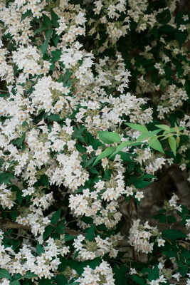 北京国家植物园猬实花