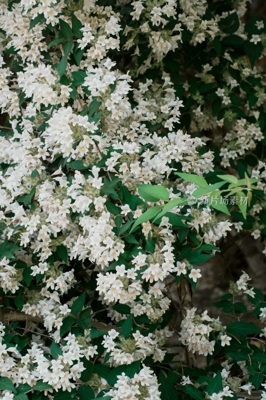 北京国家植物园猬实花