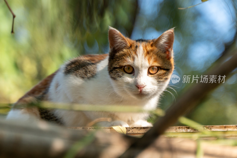 治愈系萌宠毛茸茸的三色猫