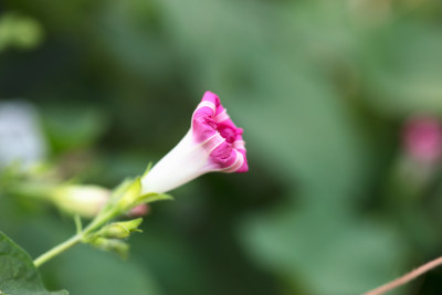 漂亮的野生牵牛花特写拍摄