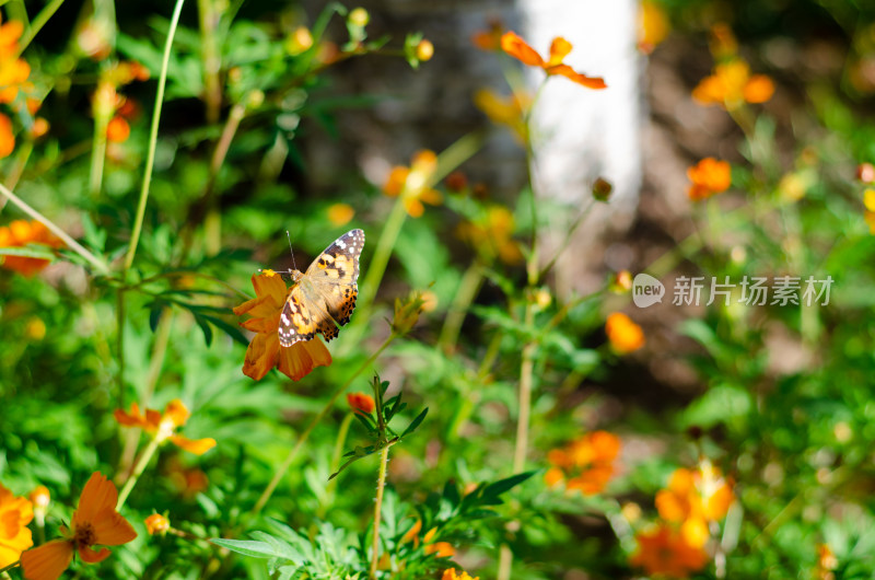 小黄花上的一只花蝴蝶