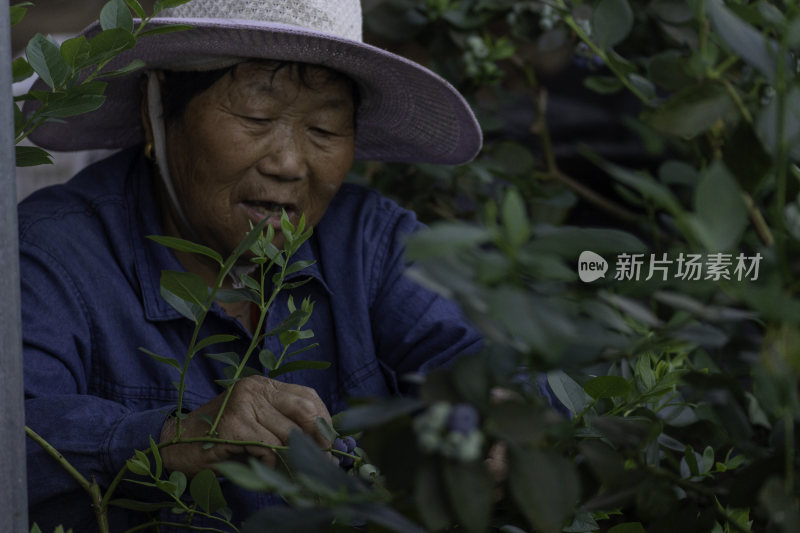 采摘蓝莓