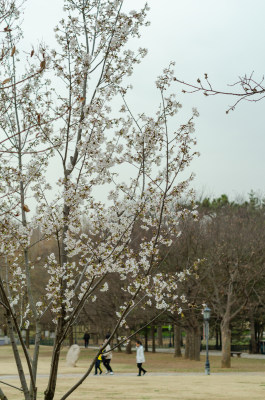 青岛中山公园初春樱花已经盛开