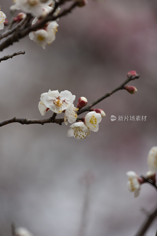 杭州湘湖盛开的白色梅花