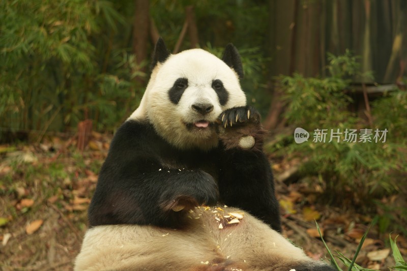 大熊猫萌萌采食画面