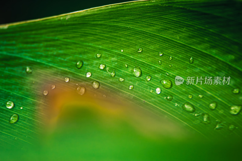 雨后绿叶上的水珠