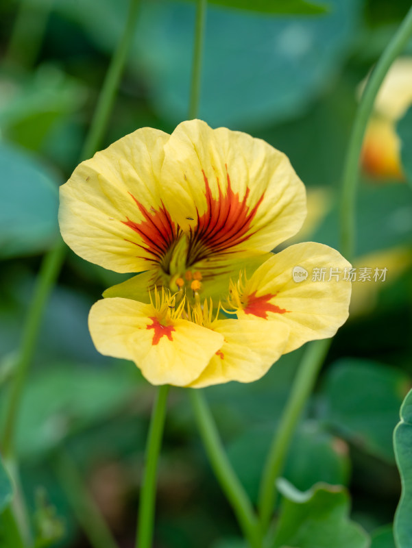 旱金莲开花特写