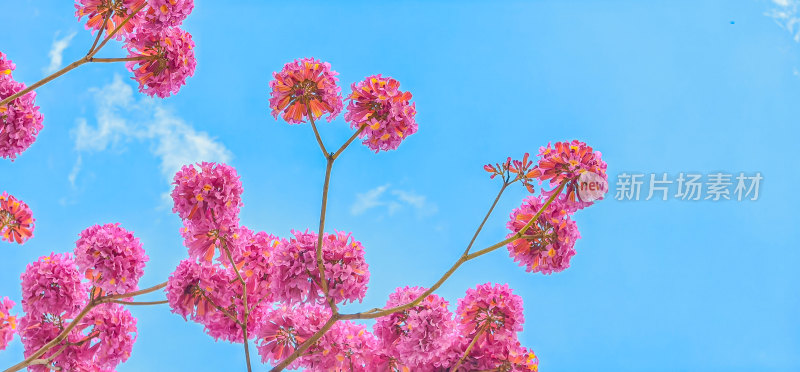 春天佛山澜石公园紫花风铃木盛开