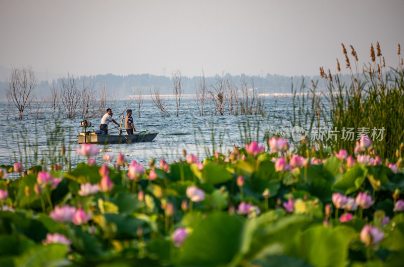 池塘湖泊湿地里的荷塘荷花