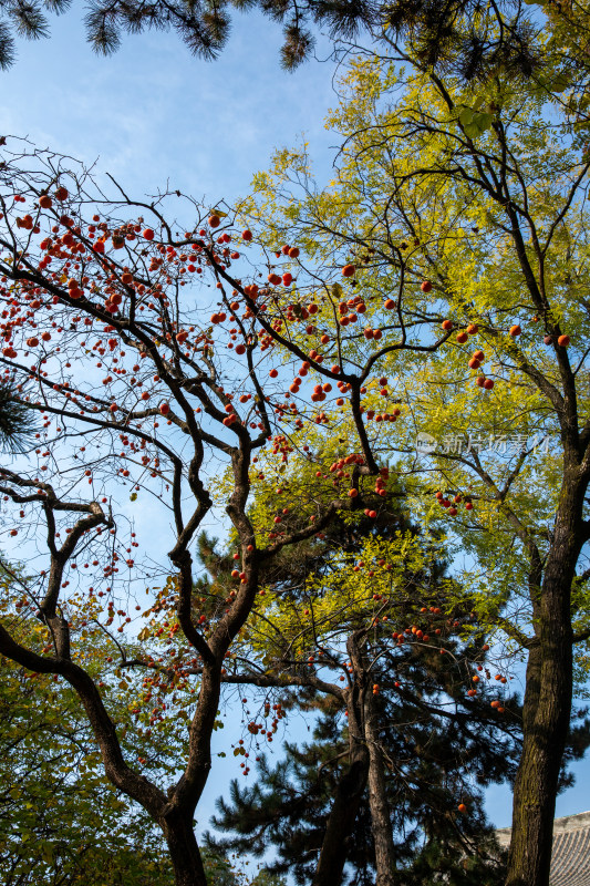 山西芮城永乐宫道教吕洞宾古建墙绘文化遗产