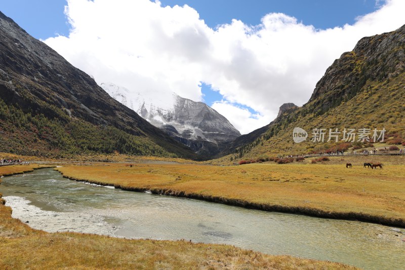 中国四川甘孜稻城亚丁洛绒牛场秋景