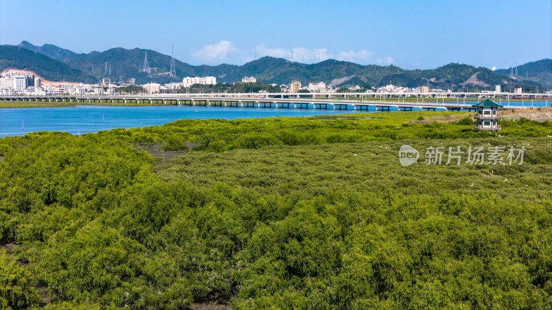 惠州市盐洲海洋湿地公园-红树林航拍