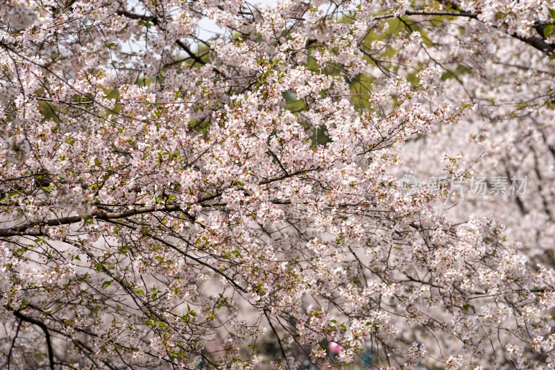 武汉东湖樱花园白色樱花盛开