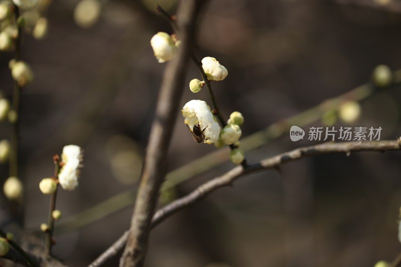 花草花卉