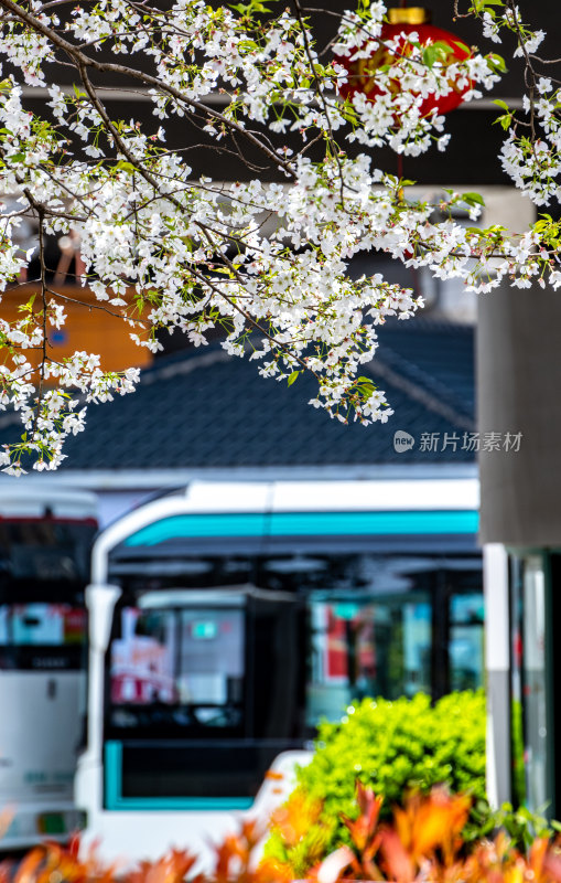 上海樱花季春天景观